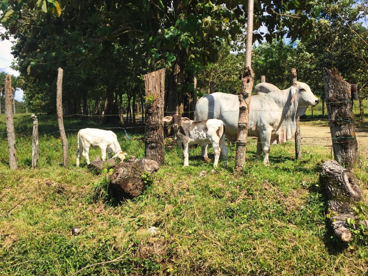 Brahman Bungalows On Pavones Point Экстерьер фото